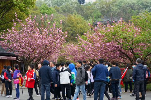 3無錫景區游客游園賞花.jpg